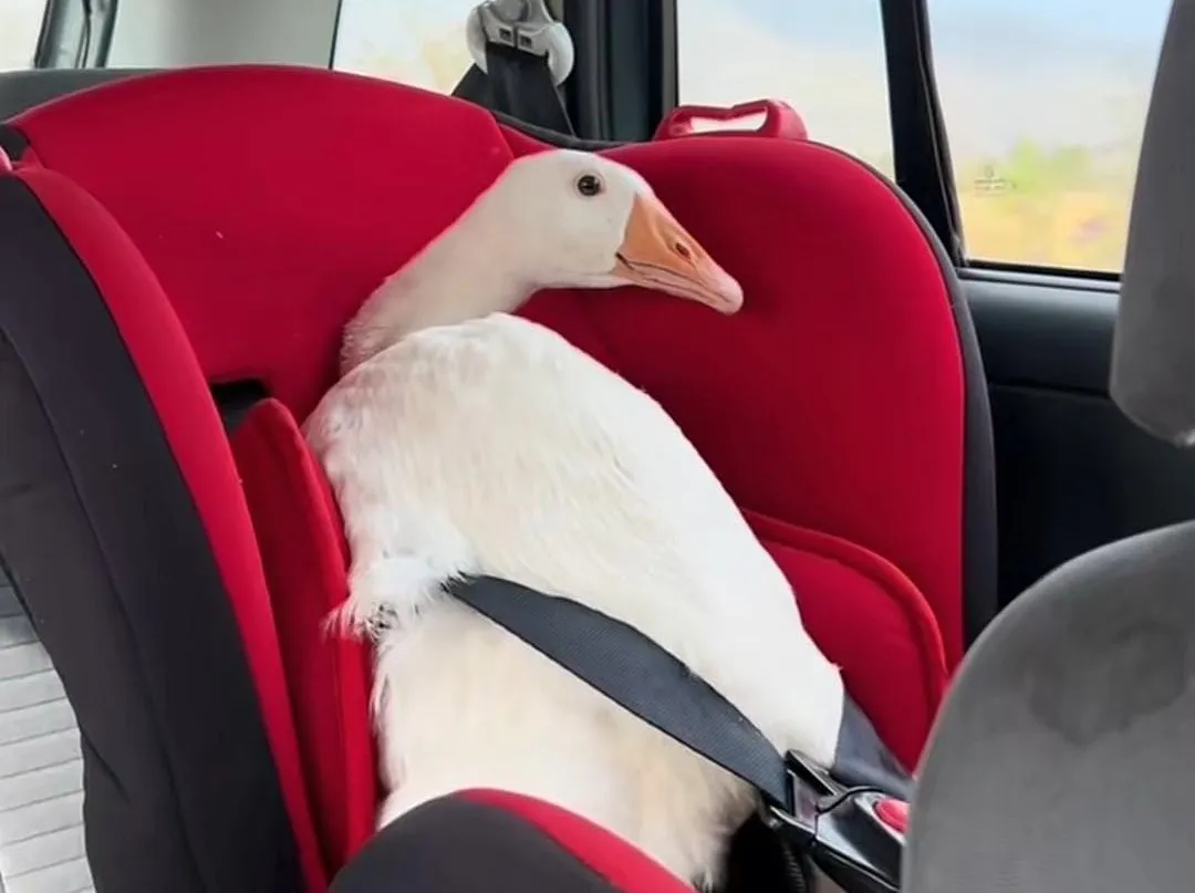 Video viral: Bebé, la gansa celosa que viaja con cinturón y ama el mate