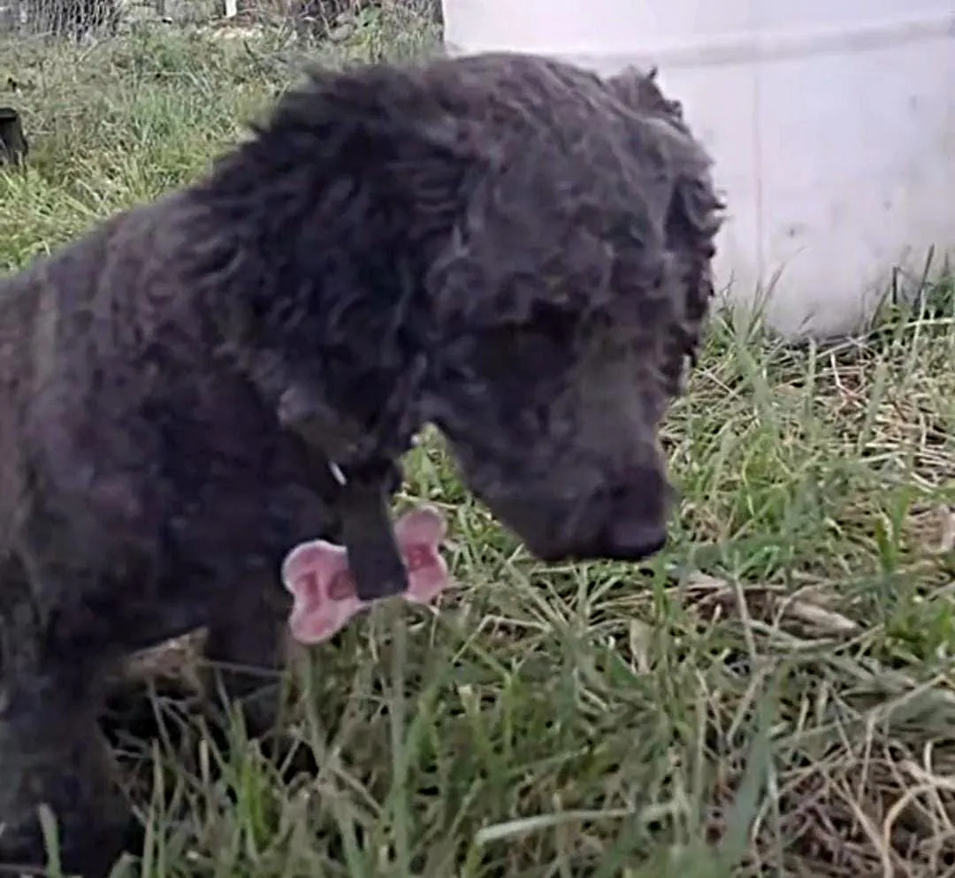 Insólito: Perrita elige la pantalla en vez de jugar al aire libre, ¡mirá el video!